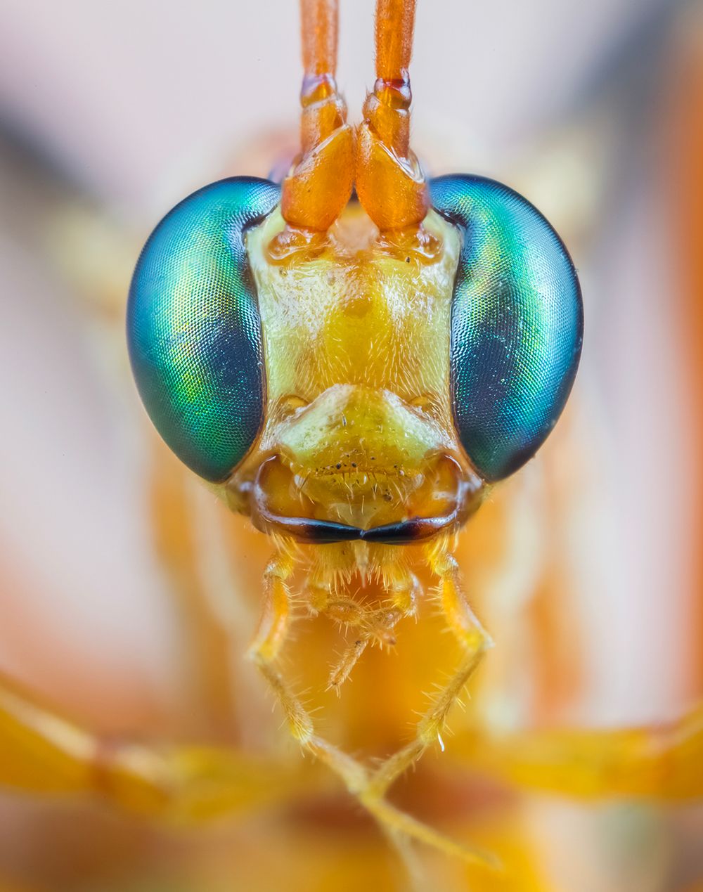 THE ICHNEUMON WASP: MATT